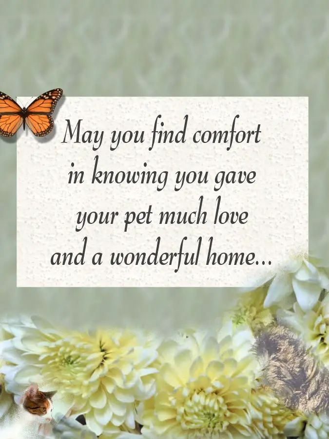 Image result for animated cat condolences . pet