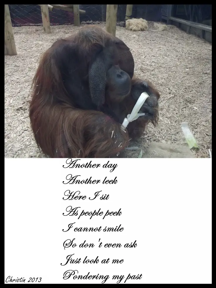  Orangutan  Poems 