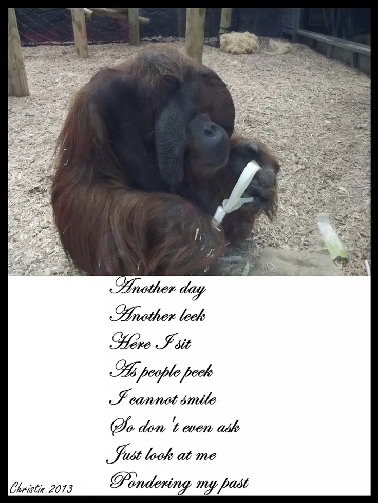 Orangutan Poems 