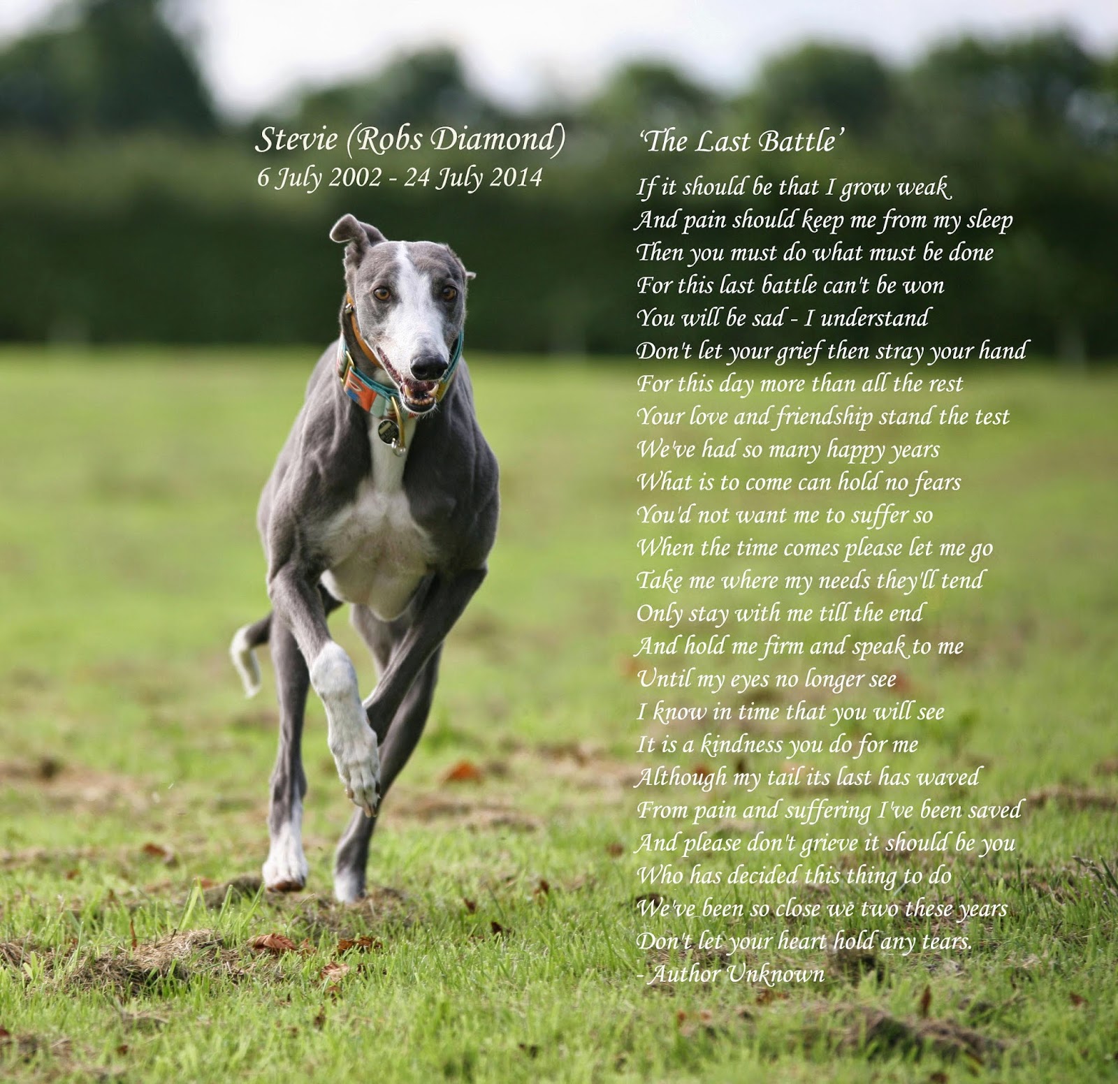 Greyhound Poems