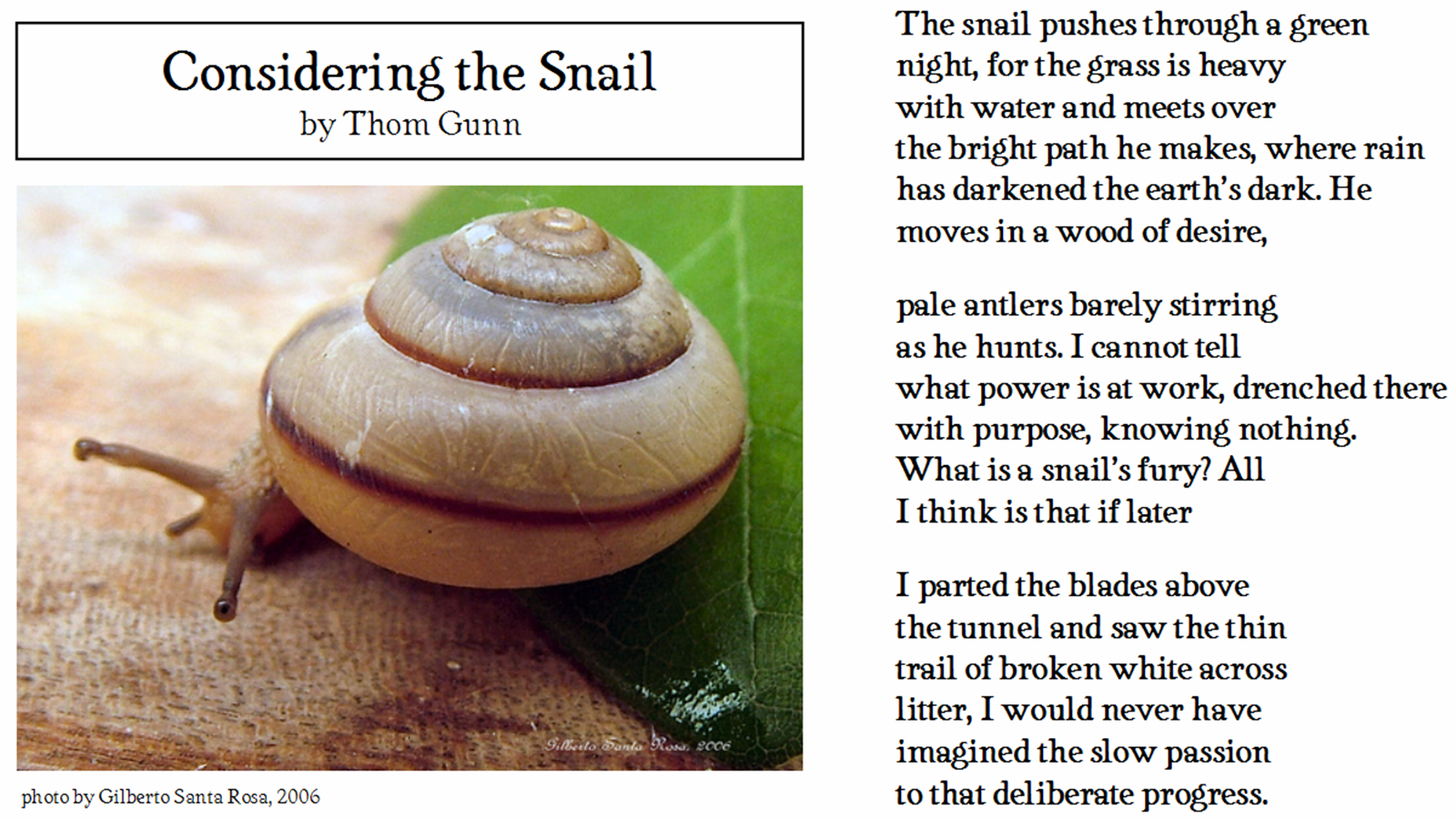 Snail Poems