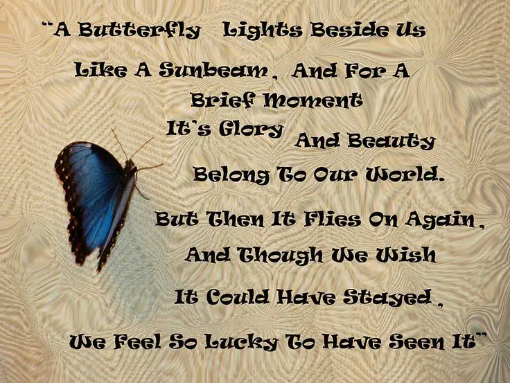 Butterfly funeral Poems
