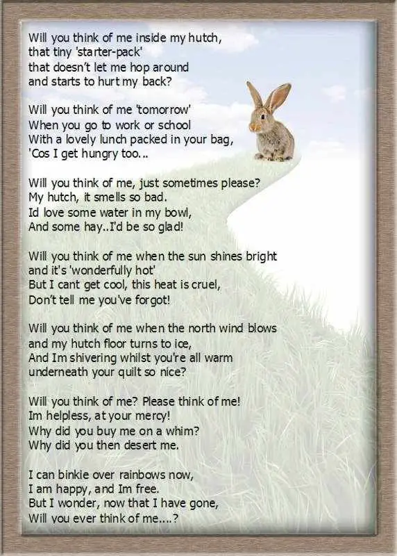 Rabbit Poems