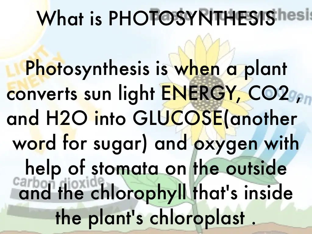 Photosynthesis Poems