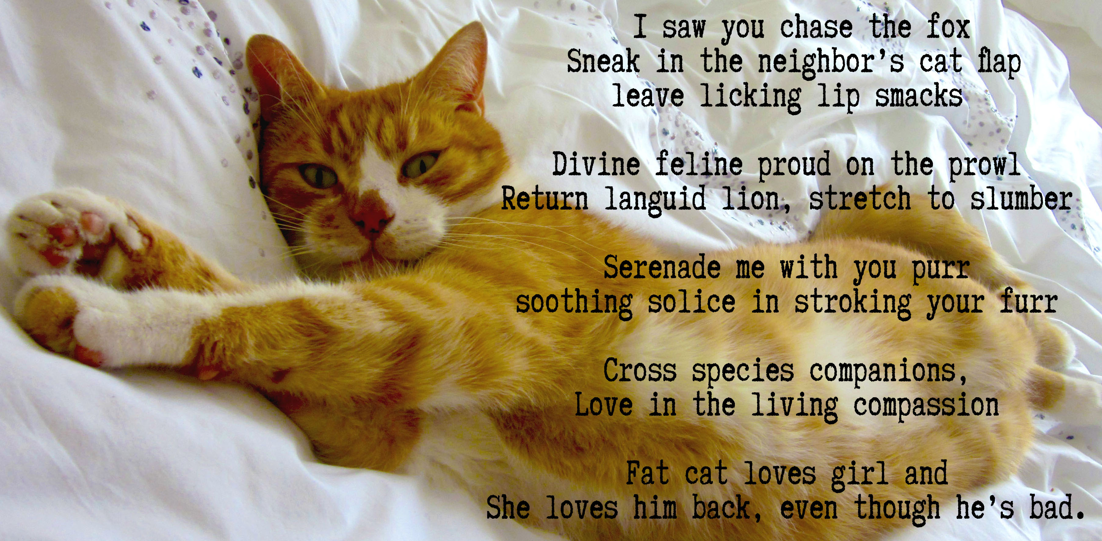 Kitten Poems