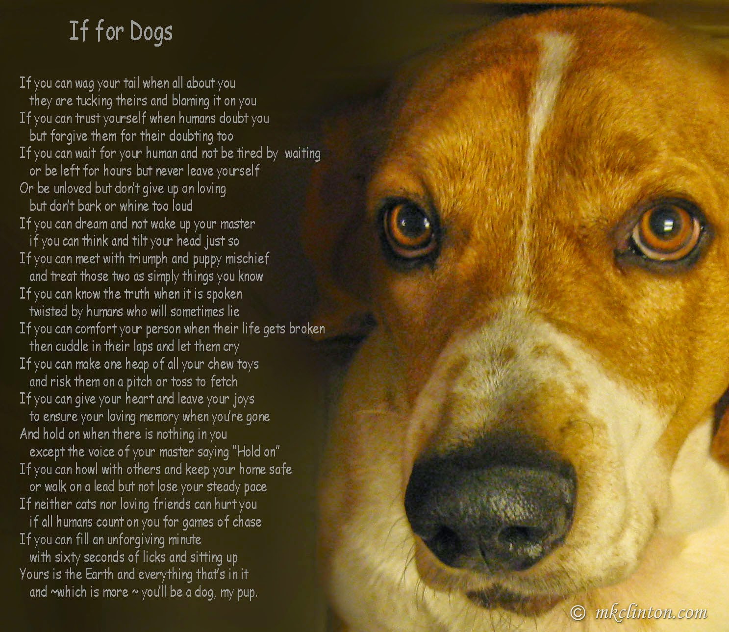 Poem For When You Put Your Dog To Sleep Poem For When You Put Your Dog To Sleep