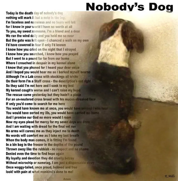 Dog Poems Dog Poems