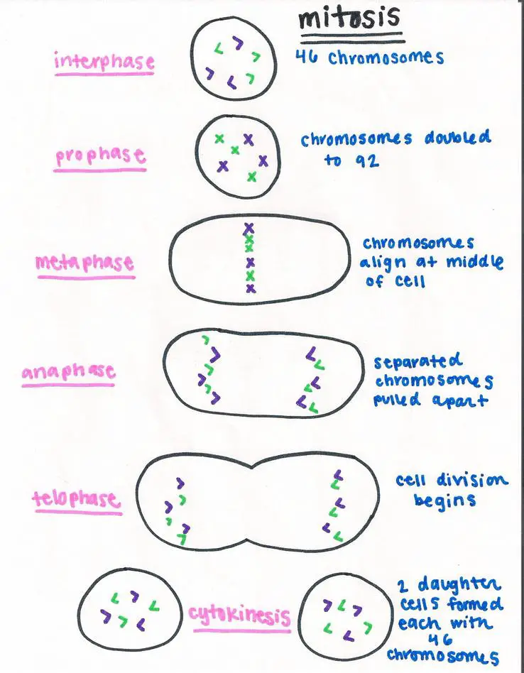 list and explain the steps of mitosis
