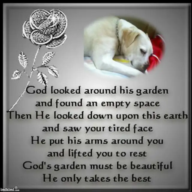 Rip Dog Poems