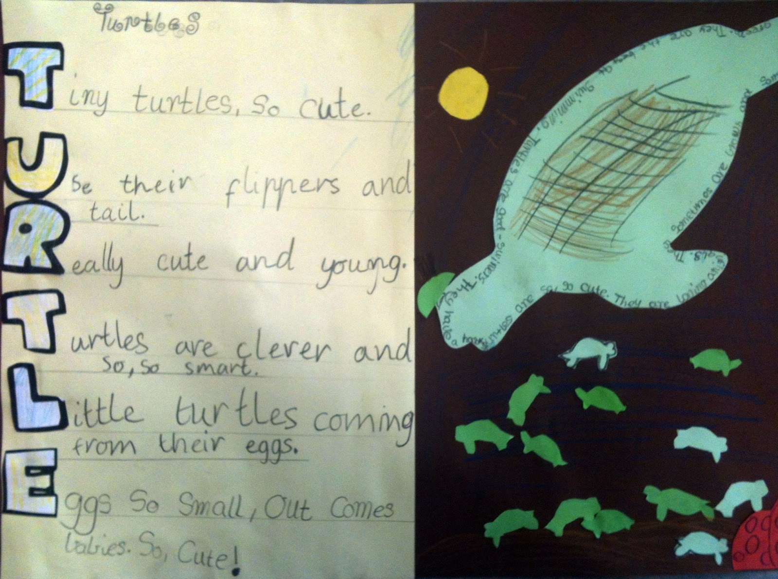 Turtle Poems
