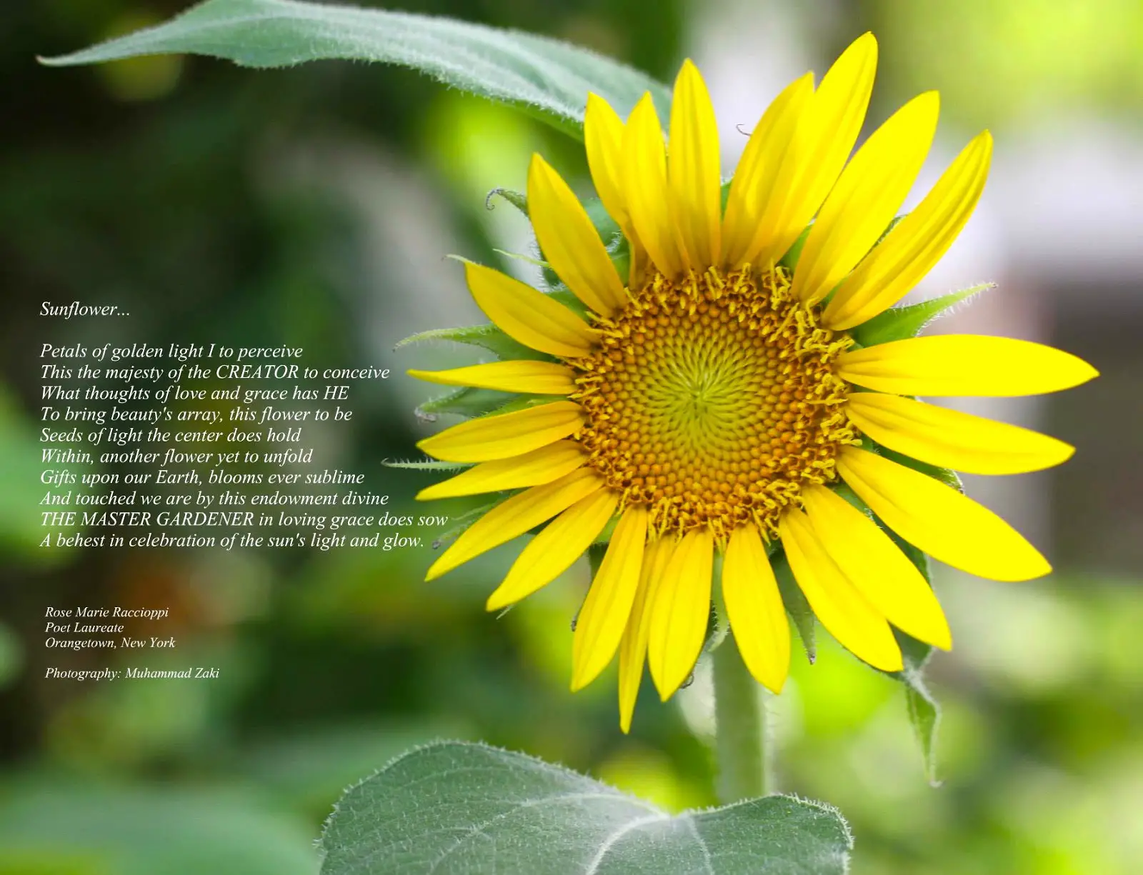Sunflower Poems