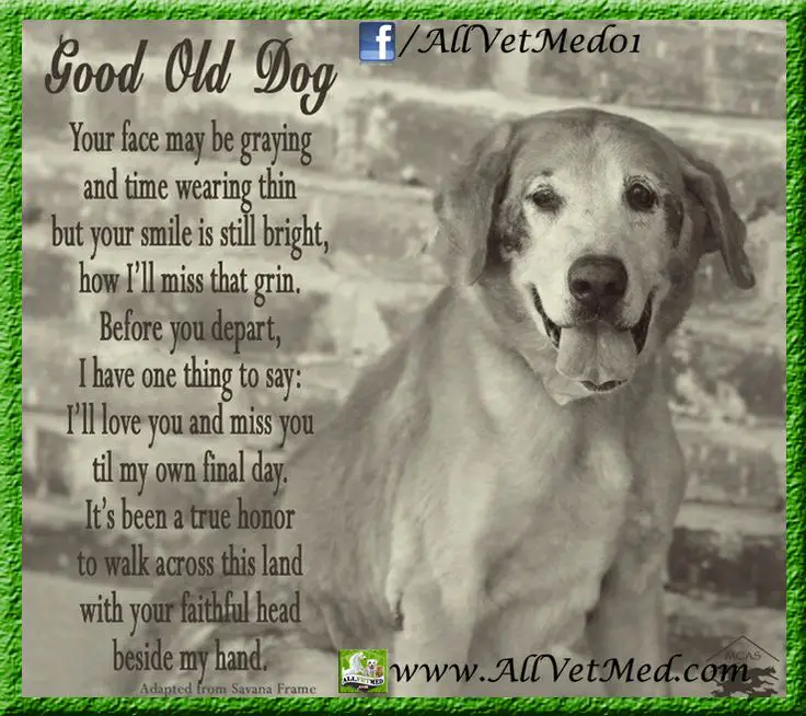 Rip Dog Poems