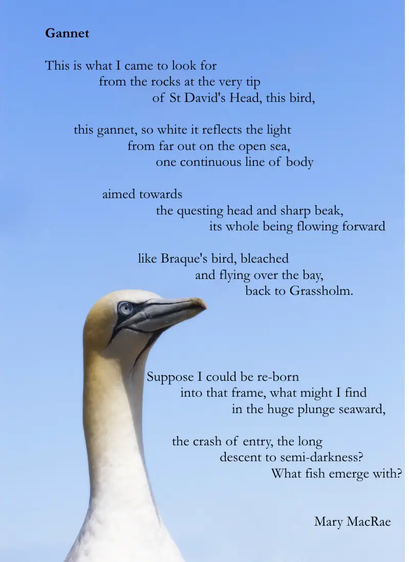 Yellow Bird Poem at Nancy Elliott blog