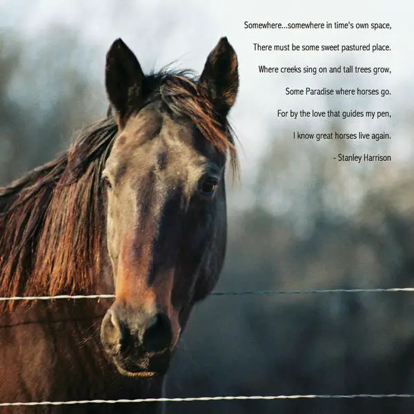 Horse sympathy Poems