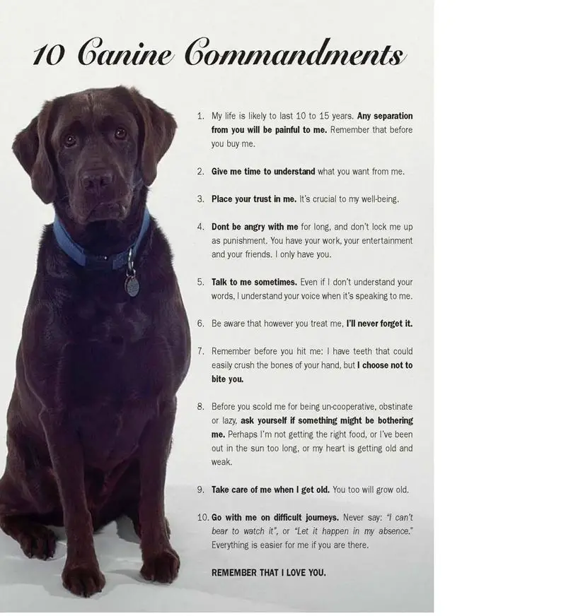 Pet eulogy Poems