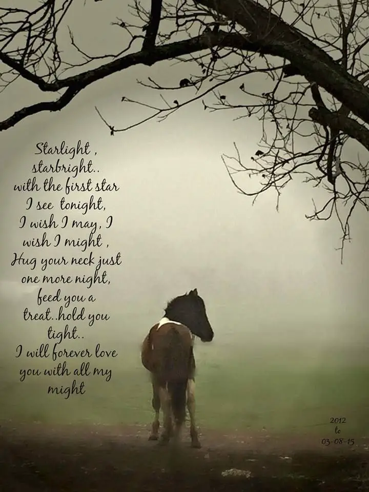 Horse sympathy Poems