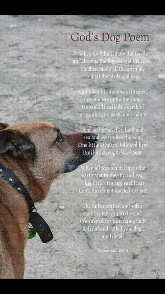 Dogs Poems