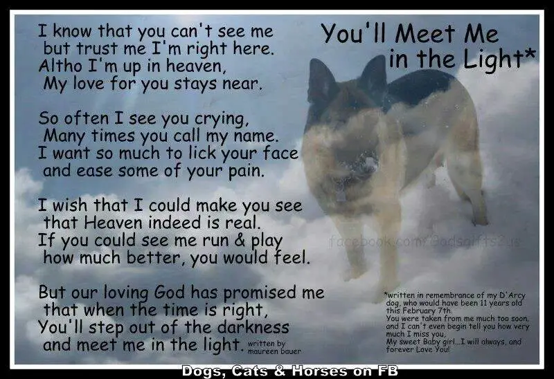 dog dying poems