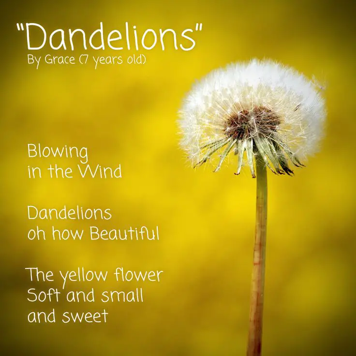 Dandelion Poems