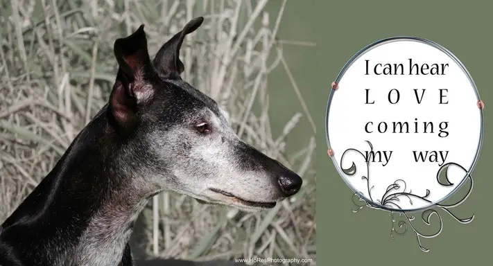 mgap greyhound