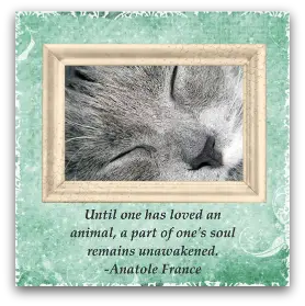 cat sympathy poems
