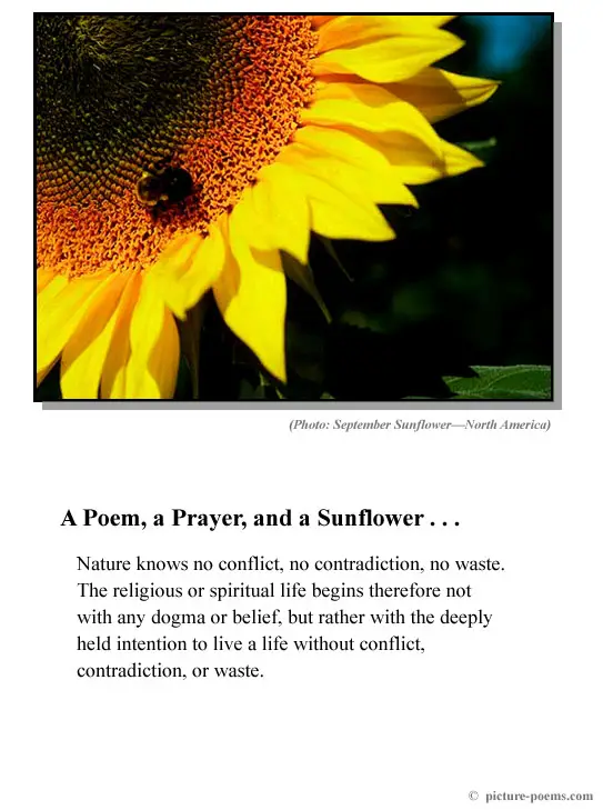 Download Sunflower Poems