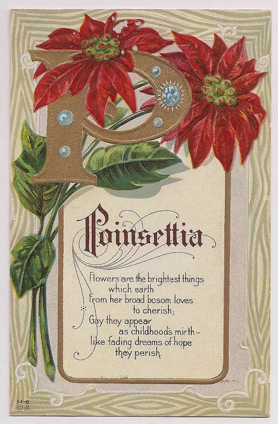 Poinsettia Poems
