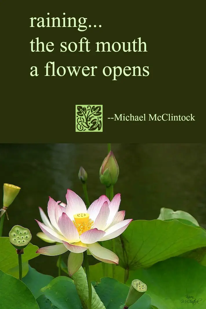 Lotus Poems