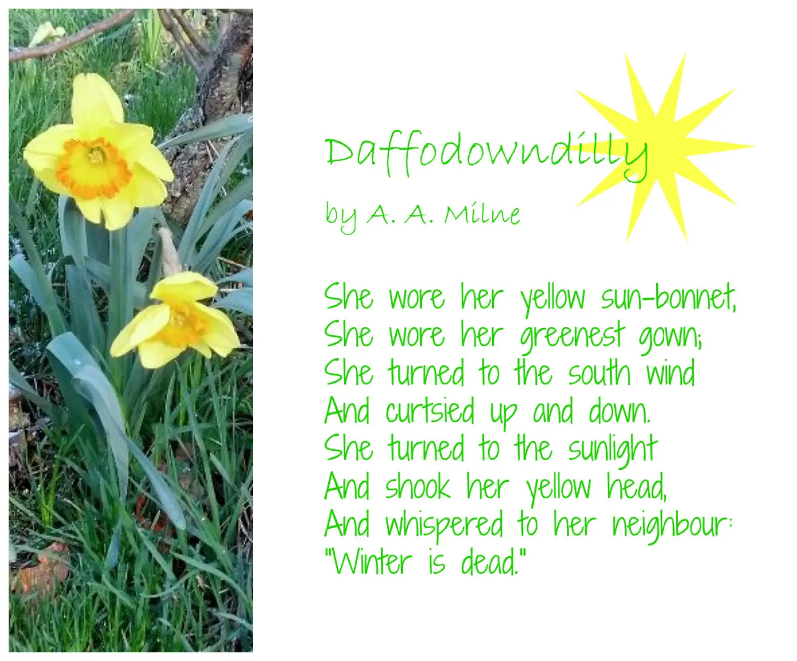 creative writing of daffodils