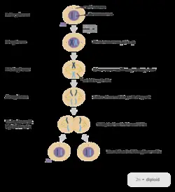 Meiosis Poems